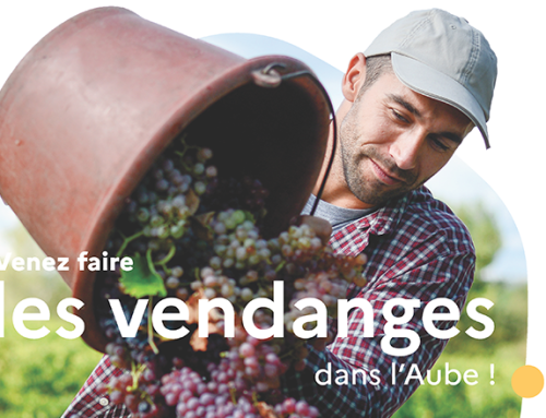 VENDANGES 2025